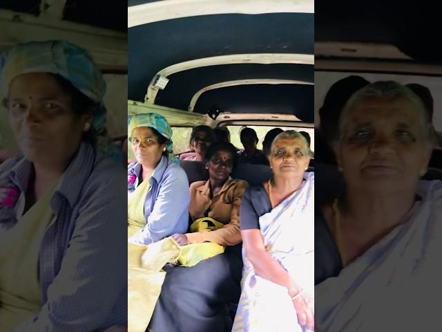 #hitchhiking a van of #teaplanters  #lipton Seat Haputale Uva province Sri Lanka  #tea #shorts