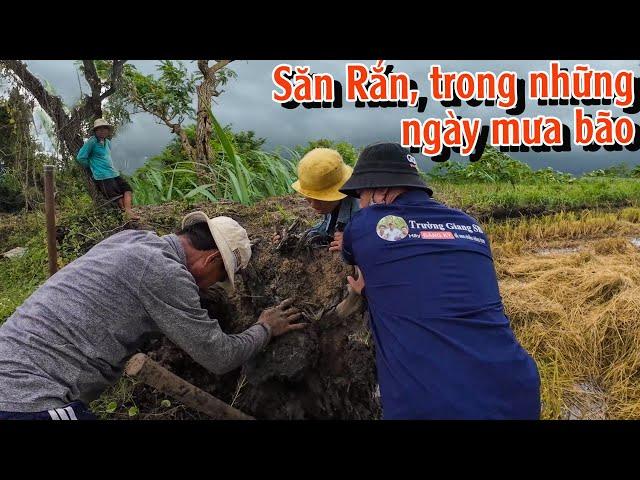 Cố gắn săn Rắn trong cơn mưa bão với chuyên gia săn Rắn 25 năm kinh nghiệm | TGSB #978