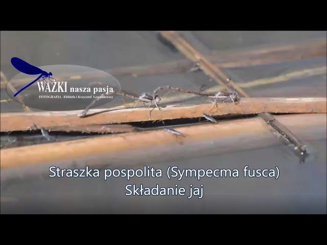 Straszka pospolita (Sympecma fusca) - składanie jaj