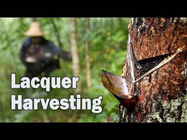 Lacquer Harvesting in China