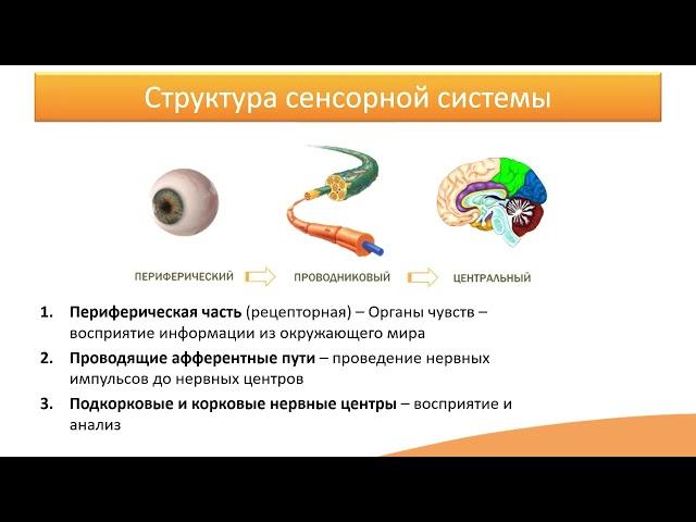 5.1. Общая информация о сенсорных системах
