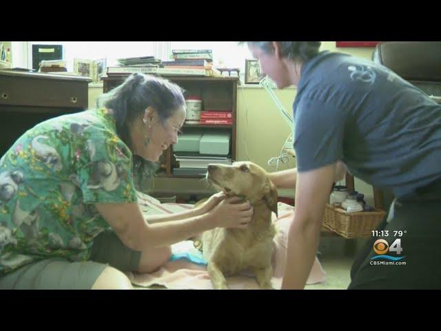 Teddy, The Crisis Response Dog, Who Helped Surfside First Responders In Need Of Help Himself