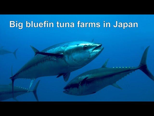 Blue Fin Tuna Farms in Japan / ロシア国営テレビ