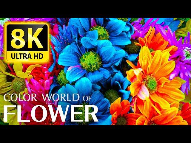 The Largest Flower Collection in the World 8K HDR 60FPS DEMO -  Relaxing music and nature sounds 8K