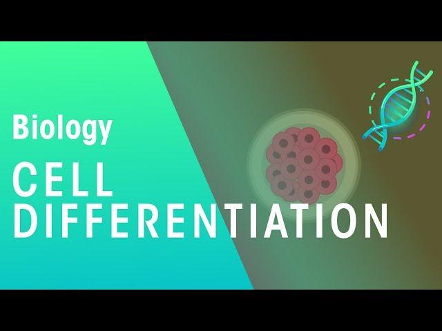 Cell Differentiation | Genetics | Biology | FuseSchool