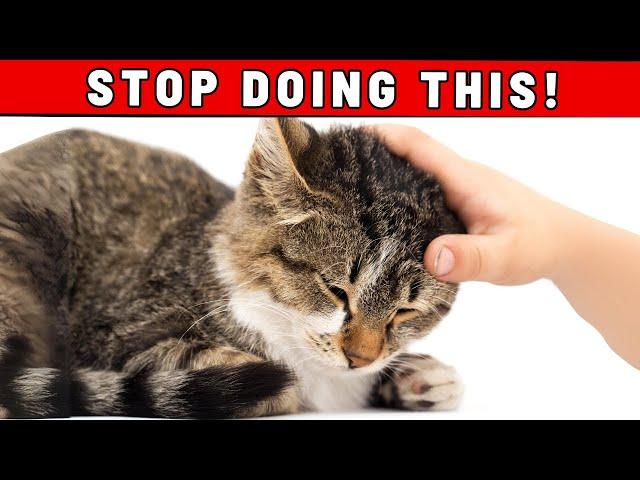 WARNING: You Need to Know This Before Stroking Your Cat's Head! YOU'LL BE SURPRISED!