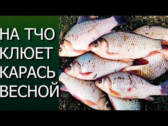 НА ЧТО КЛЮЕТ КАРАСЬ ВЕСНОЙ???: ЛОВЛЯ КАРАСЯ НА ПОПЛАВОК!!!