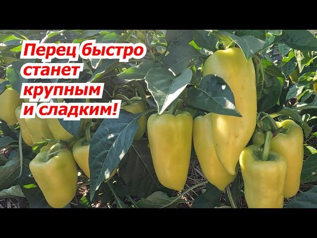 Перец наливается на глазах за неделю! Очень простая подкормка.