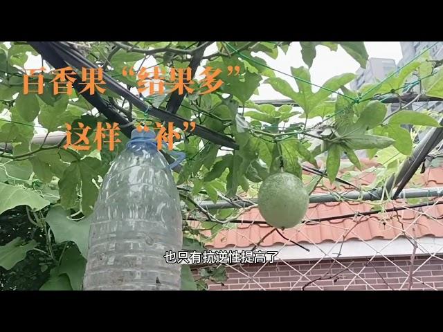 “百香果”结果多，这样补一补 花期补一补，开花多，果子大