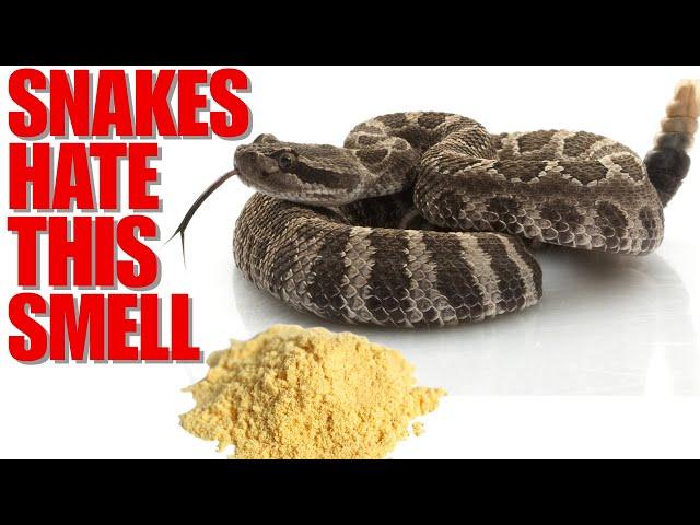 How To Keep Poisonous Snakes Out Of Your Yard (Homemade Recipe)