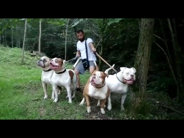 Gadirbulls American Bulldog