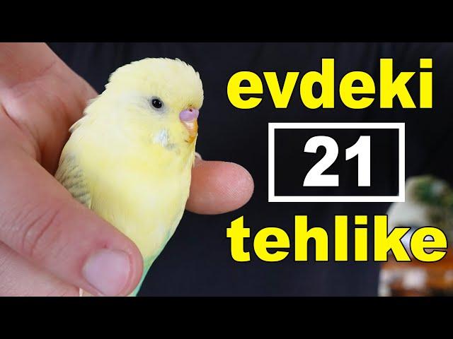 Evcil Kuşlar İçin Evdeki 21 Tehlike