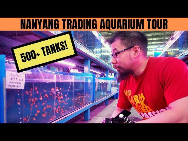 SINGAPORE FISH STORE TOUR | 500+ Tanks! (Nanyang Trading Aquarium) Part 1