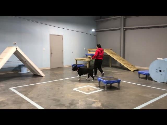 Training with Amanda @Blue Line K-9 Dog Training in Garner.
