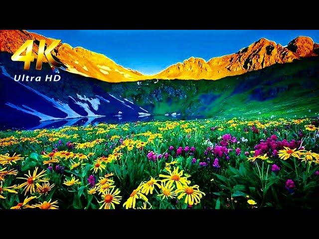 -4K-UHD Vídeo, Incríveis Imagens de Flores ,e seu Belíssimo Colorido