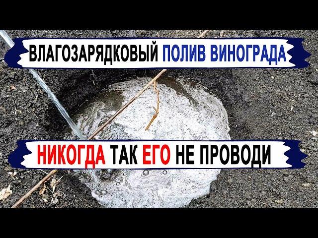  Как правильно провести ВЛАГОЗАРЯДКОВЫЙ ПОЛИВ ВИНОГРАДА!  Не допускай ЭТИ ОШИБКИ.