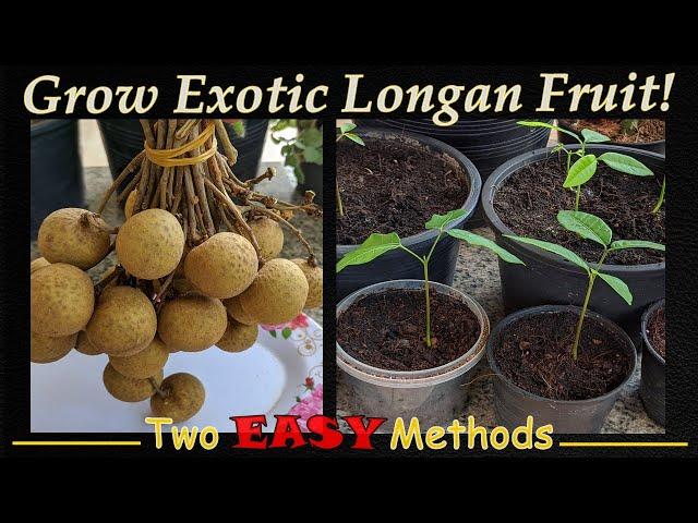 Grow Exotic Longan Seeds - 2 EASY Methods