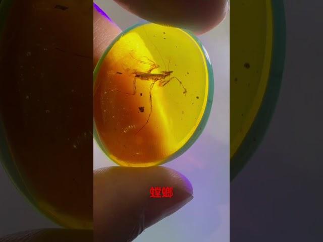 缅甸琥珀，虫珀，螳螂，珠宝收藏级 #amber #翡翠 #琥珀 #熱門 #crystals #缅甸琥珀 #jade #收藏 #insects #琥珀蜜蜡 #虫珀