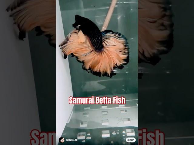 "Samurai Betta Fish #trending #short #fish Cute Fish #trending #fish #shorts