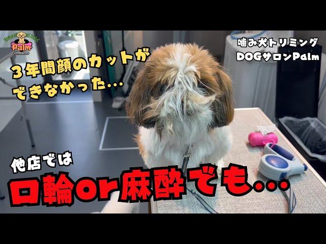 【初来店】他店ではカットできなかったシーズーの噛み犬トリミング！！