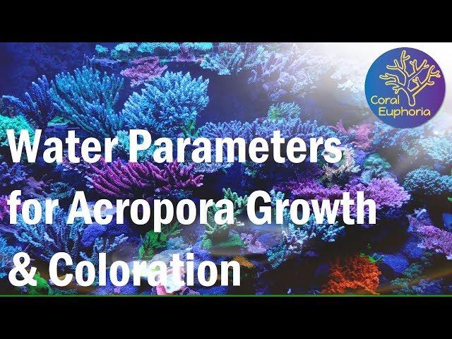 Reef Tank Parameters for Good SPS Growth & Color