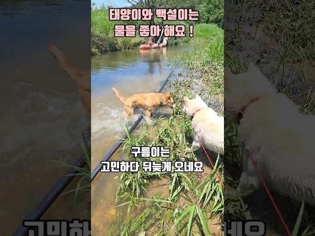 비가 그치고 (개울물이 너무 깊어요!) 태양이와 백설이는 수영선수 급 #shorts #강아지 #반려견 #애견영상