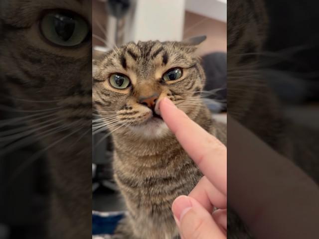 Cats turn into slither monsters when dad comes home lol #shorts #cat #cat