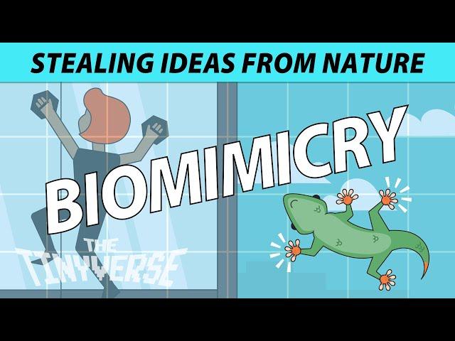 Biomimicry 101 - Examples Of How We Copied Nature