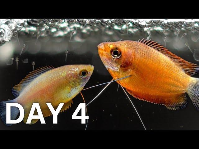 BREEDING Honey Gouramis | Day 1 to 150