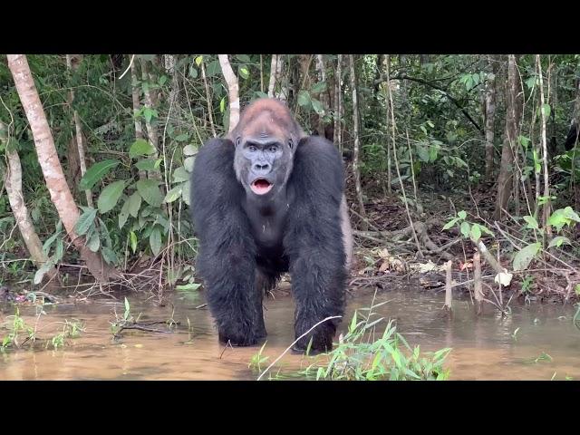 Lowland Silverback Gorilla in the Republic of Congo