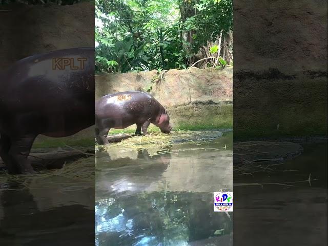 hippopotamus Sounds | Learn hippopotamus Sound |Learn  sound | Animal Sound | #shorts #youtubeshorts