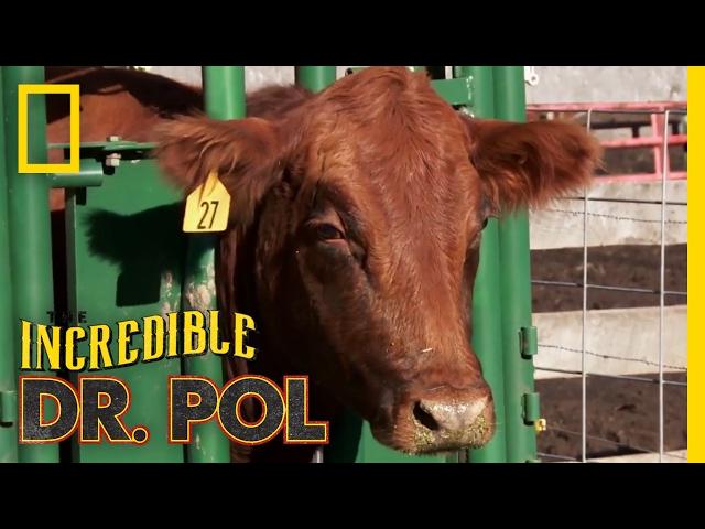 Never Turn Your Back on a Cow | The Incredible Dr. Pol