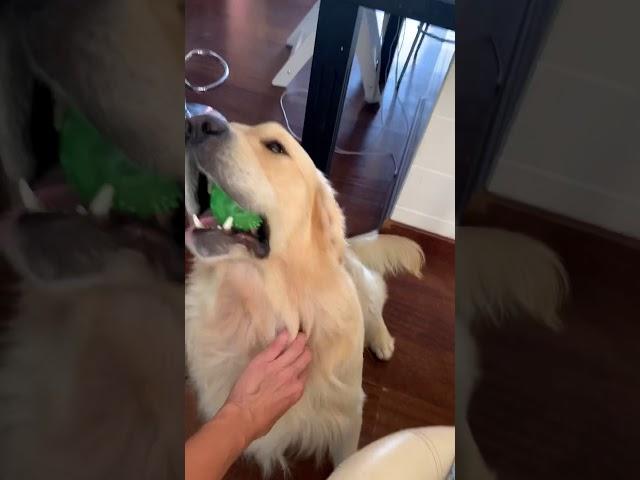 The itch  golden retriever scratching