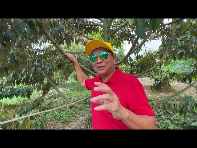 DURIAN BERBUNGA DI DPL 930 cisarua bogor,VLOG KEBUN RB CITEKO