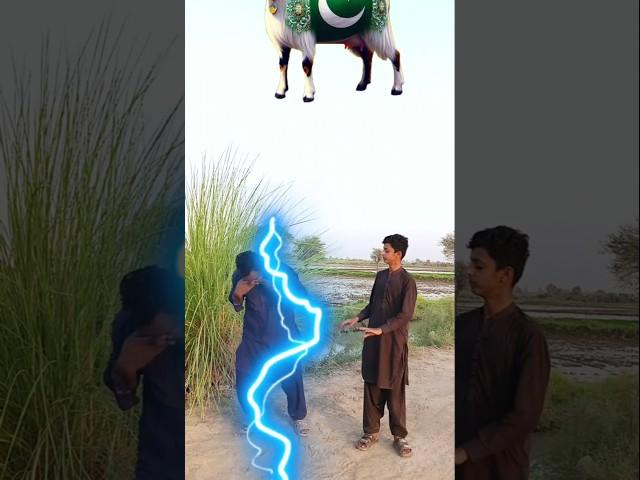 Bakra laray Bado Badi Eid Mubarak #trending #shorts #islamic #varil