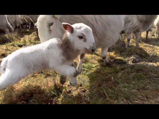 Sheep Headbutt Cute Lamb