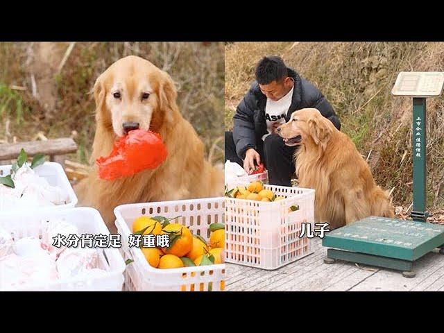 【金大毛】年少不懂父愛深，讀懂已不再少年#金毛路虎 #我的鄉村生活#dog #金毛 #狗狗 #毛孩子 #goldenretriever #love