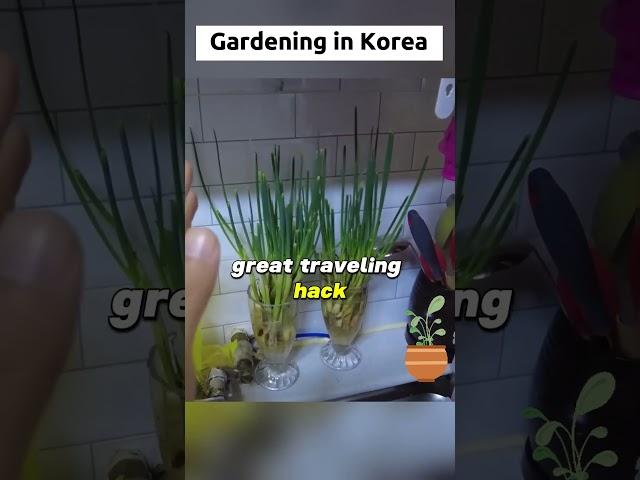 This is our Garden in Korea  #koreatravel #koreatravels #koreatrip