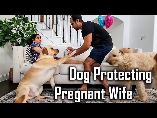 My 4 Dogs Protecting my Pregnant Wife | Protecting Pregnant Belly @ouramericandream1183