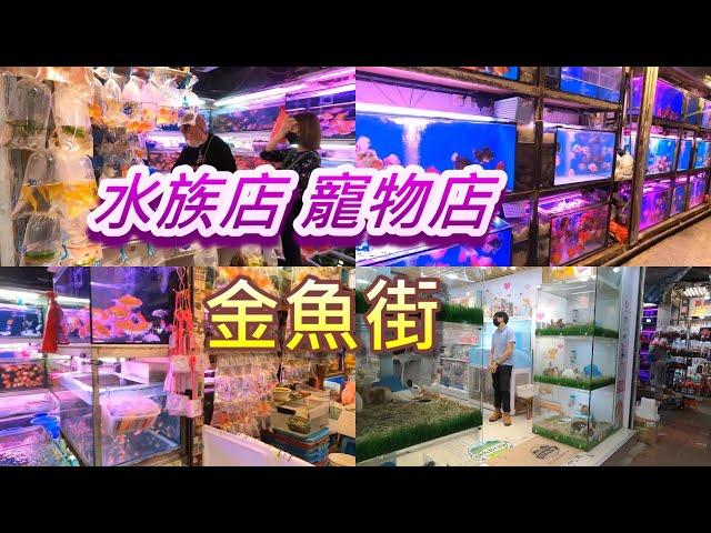 Hong Kong Goldfish Street, aquariums and pet shops 香港金魚街，聚集觀賞魚、貓、犬、龜、蛙等寵物