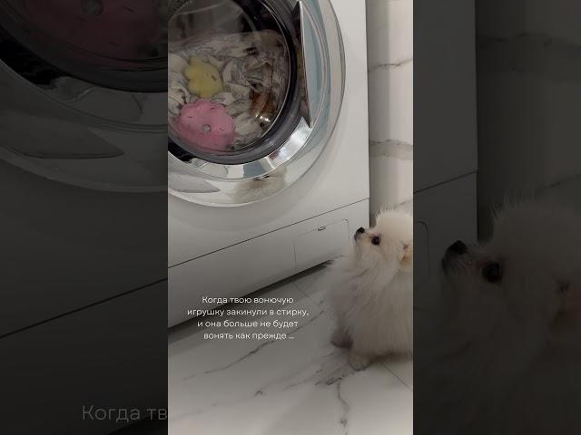 А будут пахнуть TESORI D’ORIENTE hammam  #померанскийщпиц #puppy #суперсобака #шпиц #dog #cute