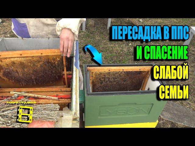СПАСЕНИЕ СЛАБОЙ ПЧЕЛИНОЙ СЕМЬИ И ПЕРЕСАДКА В НОВЫЙ УЛЕЙ ППС. ДЛЯ НАЧИНАЮЩИХ ПЧЕЛОВОДОВ 24-11