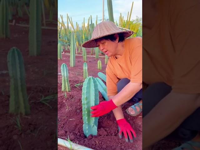 ขั้นตอนการปลูกลงดิน  #cactus #กระบองเพชร #แคคตัส #จามาคารู #แม่ภา #ไร่วันยังขำ