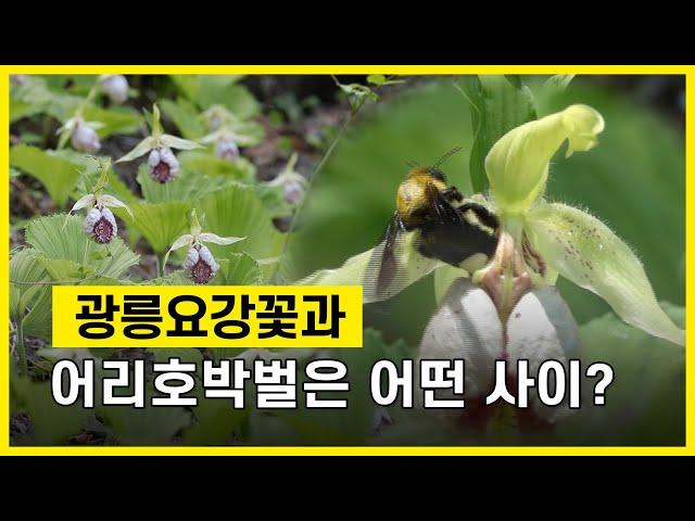 [DMZ TV] 멸종위기종 광릉요강꽃 생태 비밀 (취재:전영재 기자)