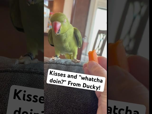 Kisses for a ?! #talkingbird #talkingparrot #cuteanimals #funnyanimals #babyanimals #baby #cute
