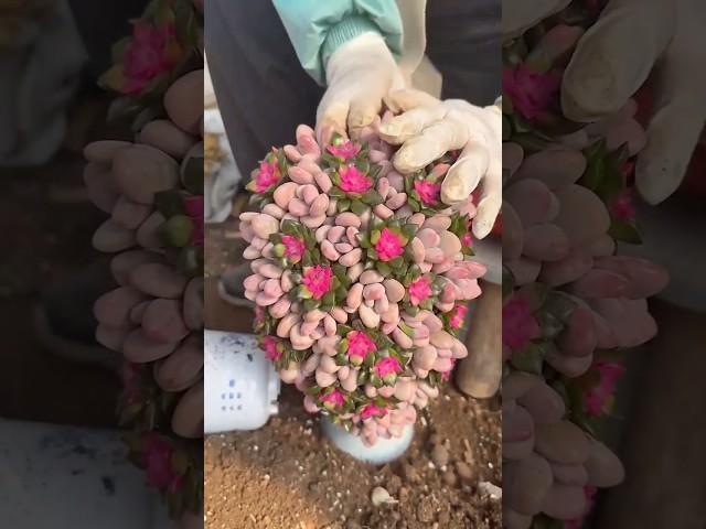 Succulent Arrangement Inspiration: Beautiful Plants to Design Your Dream Garden