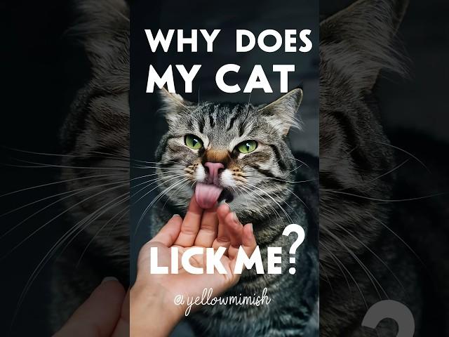 why does my cat lick me #cat #shorts #yellowmimish @FurryFritzCatographer