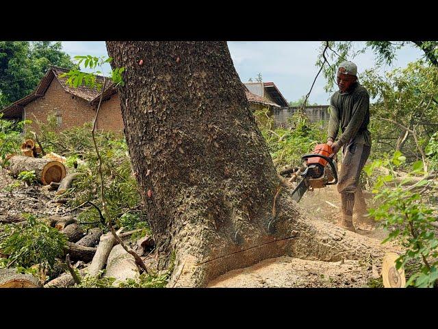 Fast & Easy... Felling of two trees in a row‼️