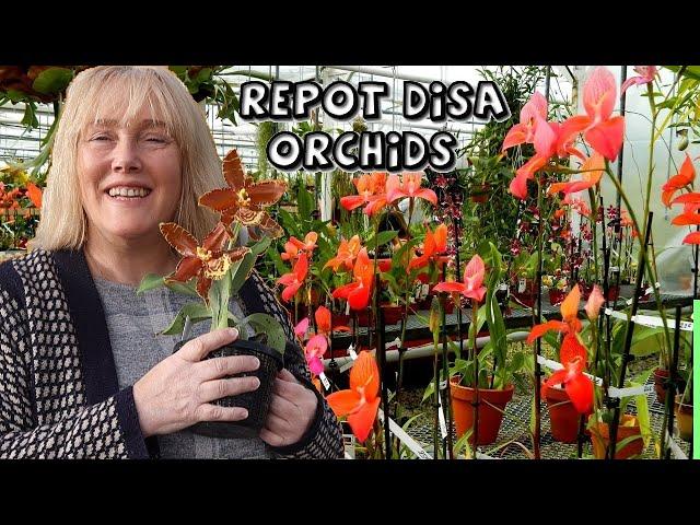 Disa Orchid Repot with Sphag || How to Grow Disas || Other Orchids in Bloom