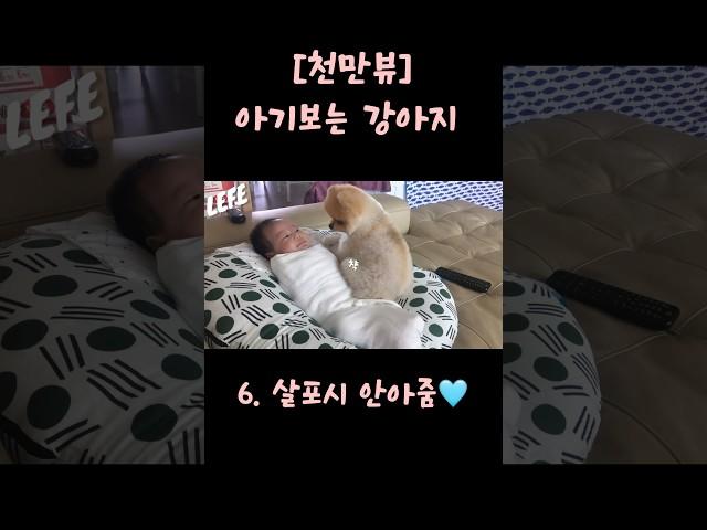 천만뷰의 주인공 #강아지 #쇼츠 #포메라니안레페 #오렌지포메라니안 #pomeranian